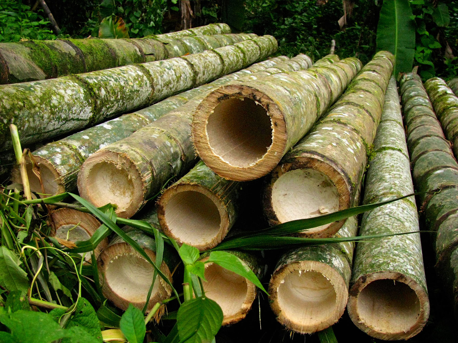 Bambu tratado