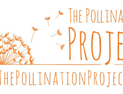 Polinização de ideias para uma mudança global – The Pollination Project